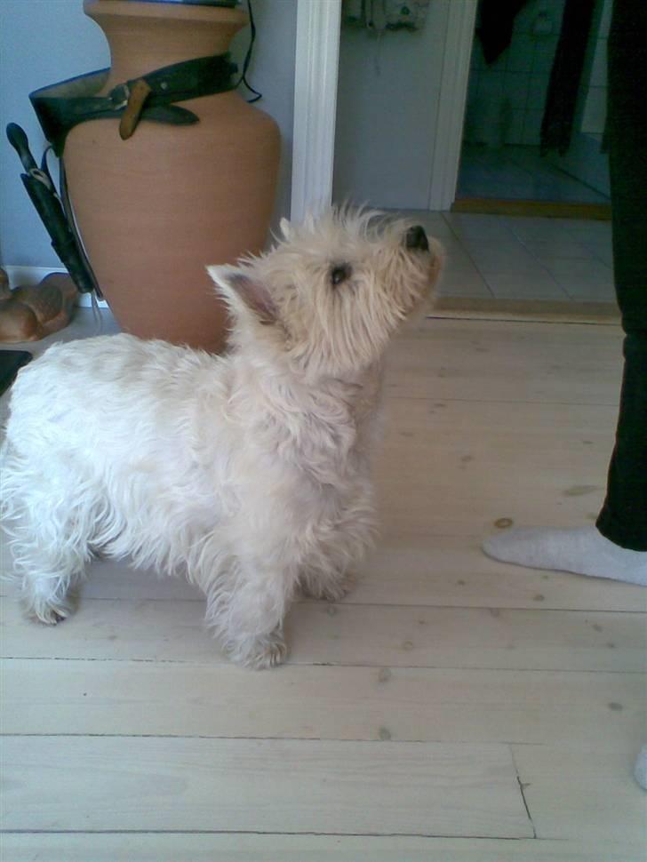 West highland white terrier Ditte billede 19