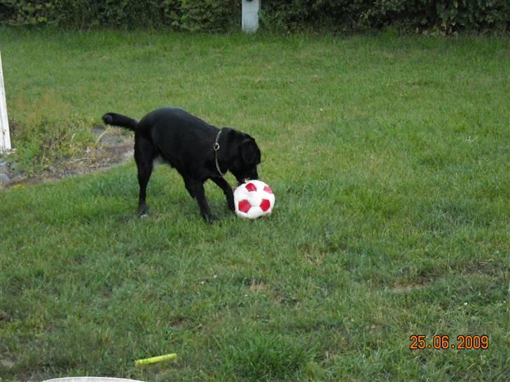 Blanding af racer Zisca - ...Og tang... det er bare dejligt.. billede 5