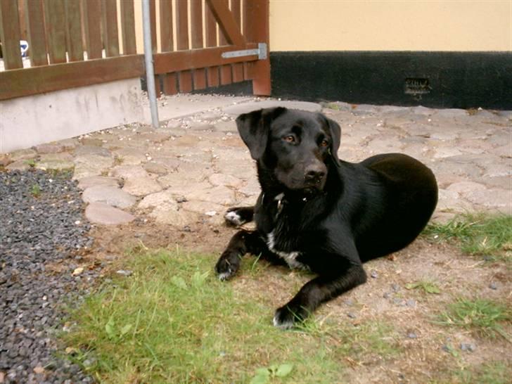 Blanding af racer Zisca billede 6