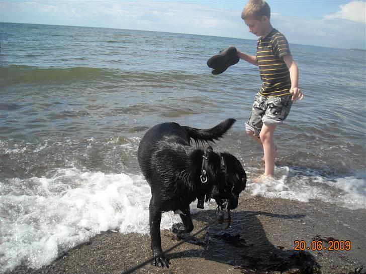 Blanding af racer Zisca - ..  billede 8