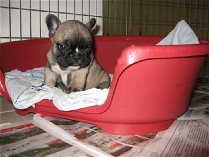 Fransk bulldog Asia - Lille Asia <3 billede 5