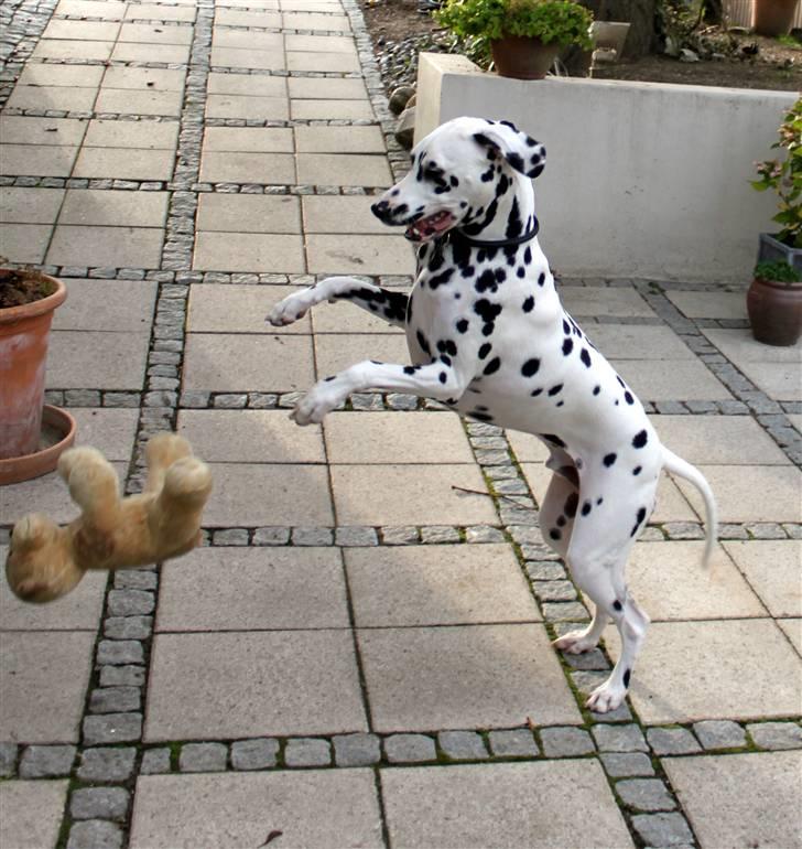 Dalmatiner *IG' in Hollywood (SMUCKAS) - Legesyg (:  sommer 09 billede 15