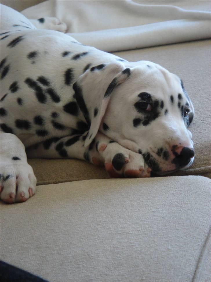Dalmatiner *IG' in Hollywood (SMUCKAS) - hvalp, maj 08 billede 16