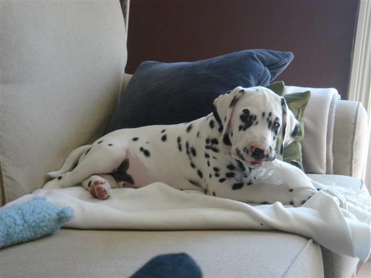 Dalmatiner *IG' in Hollywood (SMUCKAS) - hvalp, maj 08 billede 17