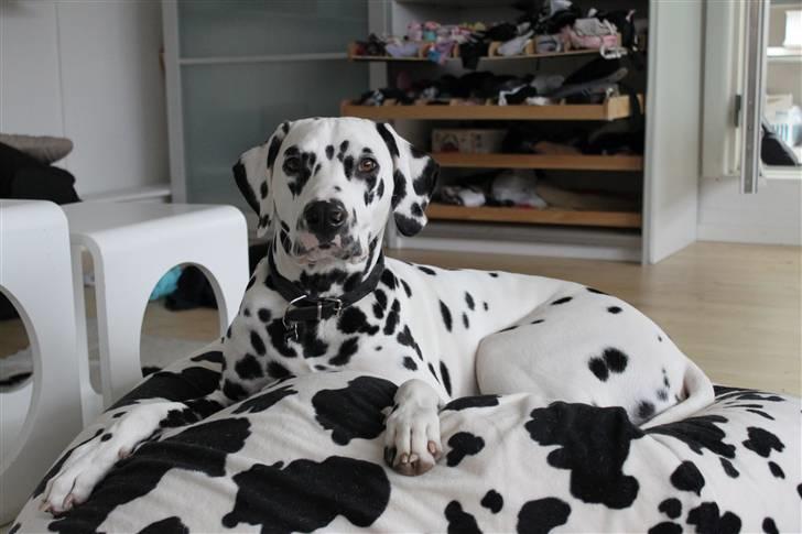 Dalmatiner *IG' in Hollywood (SMUCKAS) - Smukke hund ! vinter 09 billede 18