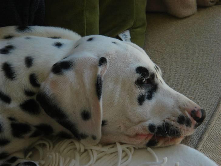 Dalmatiner *IG' in Hollywood (SMUCKAS) - hvalp, maj 08 billede 19