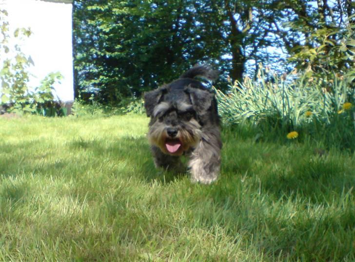 Dvaergschnauzer Nuser billede 1