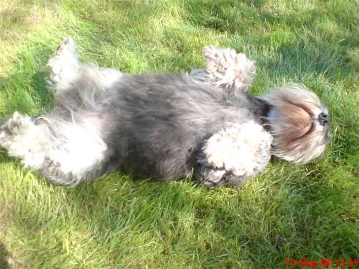 Dvaergschnauzer Nuser billede 2