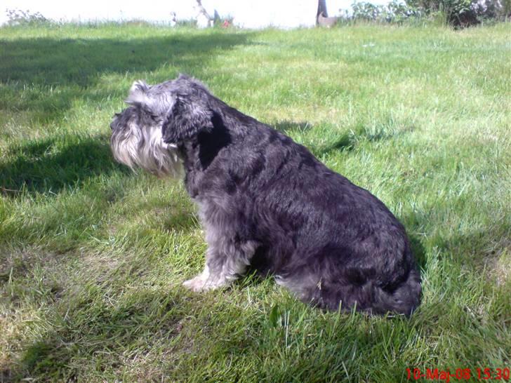 Dvaergschnauzer Nuser billede 3