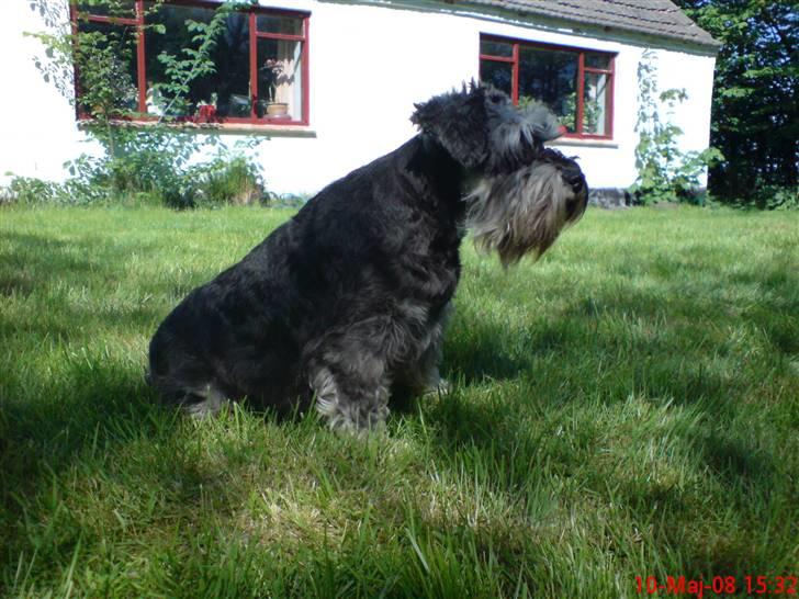 Dvaergschnauzer Nuser billede 4