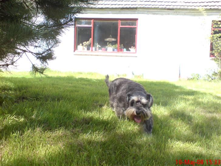 Dvaergschnauzer Nuser billede 5