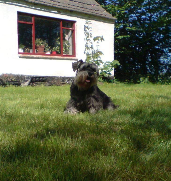 Dvaergschnauzer Nuser billede 6