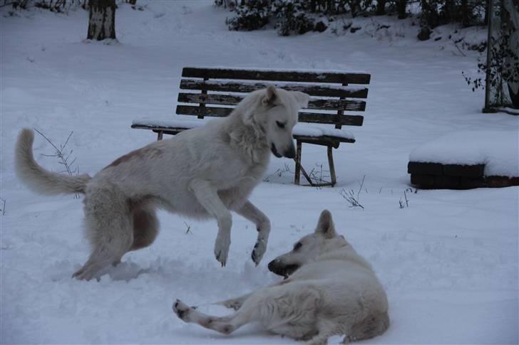 Hvid Schweizisk Hyrdehund Amica White 25.06.2013 - Hopsa :-)!  billede 16