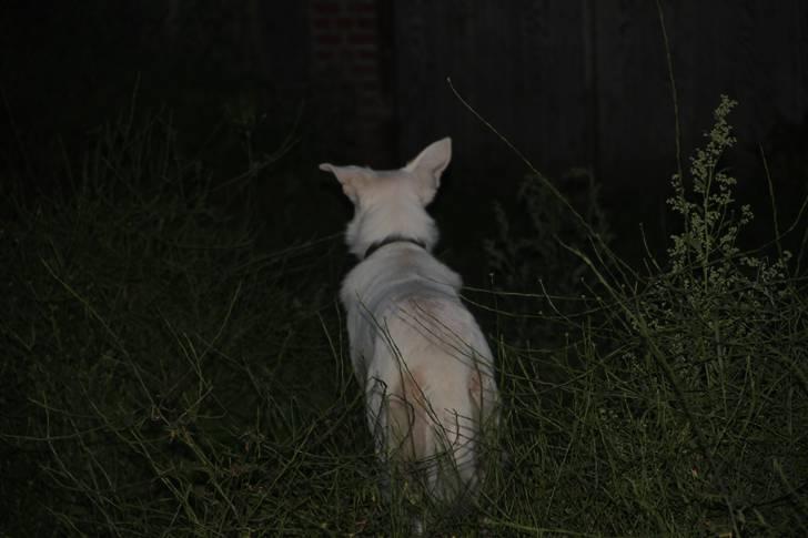 Hvid Schweizisk Hyrdehund Amica White 25.06.2013 billede 17