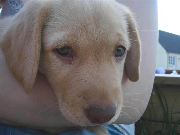 Golden retriever Freja **SOLGT* billede 1