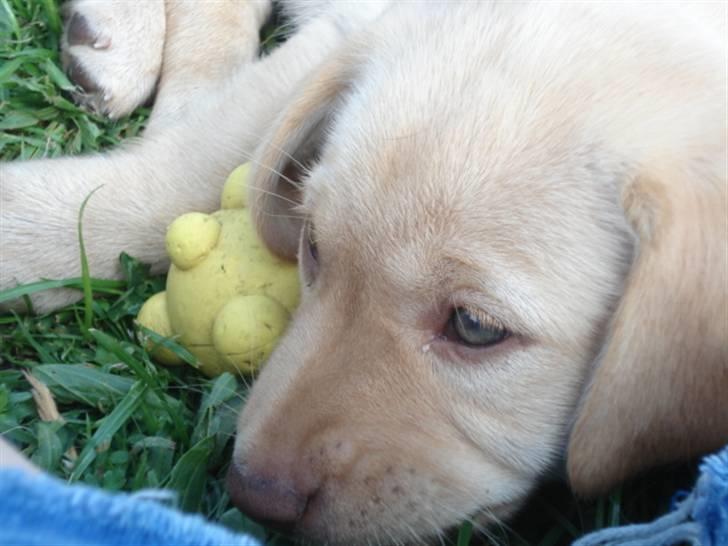 Golden retriever Freja **SOLGT* billede 2