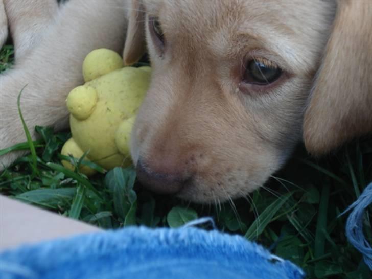 Golden retriever Freja **SOLGT* billede 3