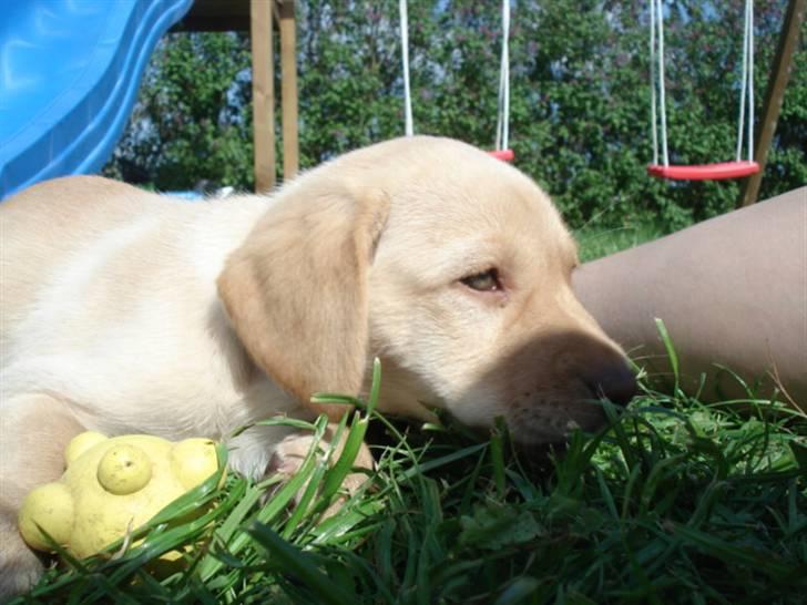 Golden retriever Freja **SOLGT* billede 4