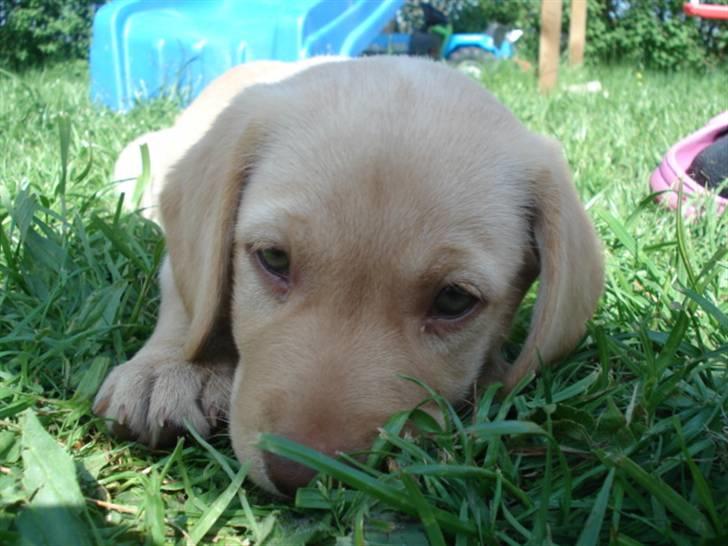Golden retriever Freja **SOLGT* billede 5