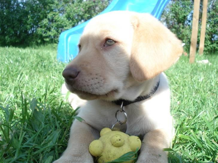 Golden retriever Freja **SOLGT* billede 6