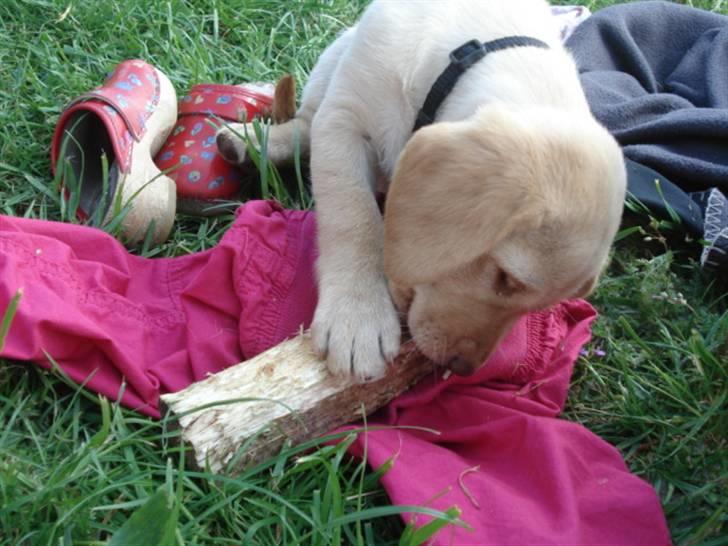 Golden retriever Freja **SOLGT* billede 7