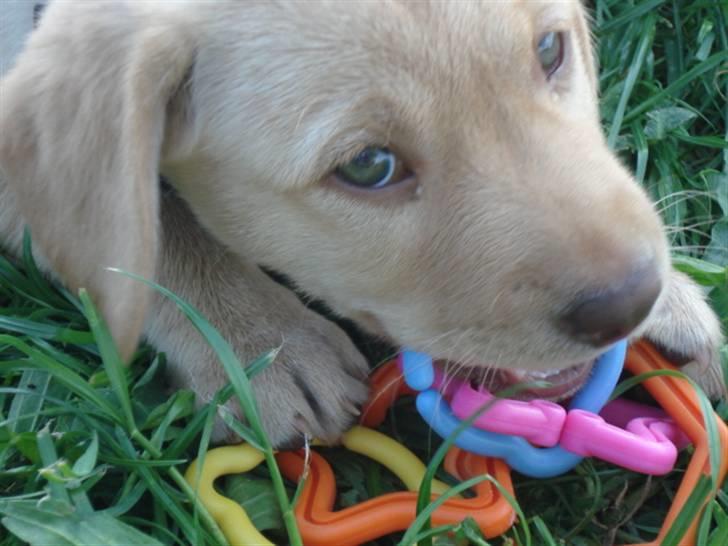 Golden retriever Freja **SOLGT* billede 8