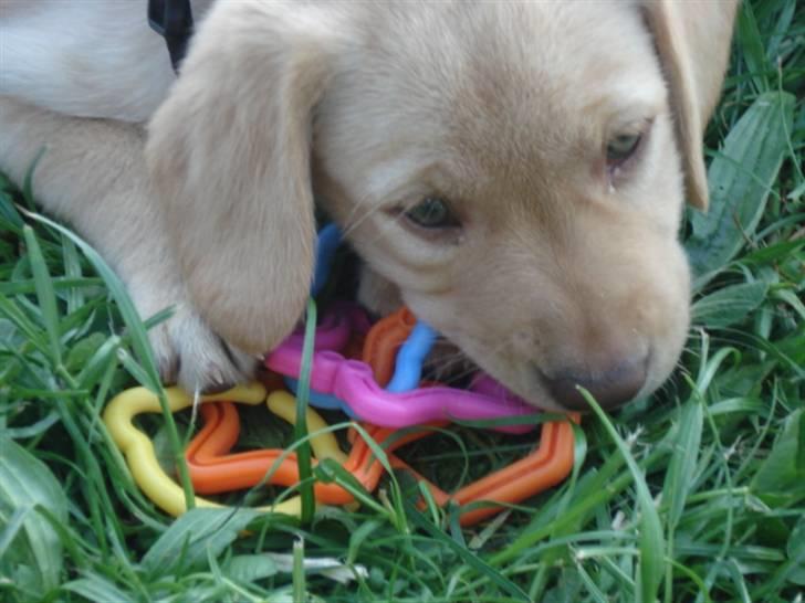 Golden retriever Freja **SOLGT* billede 9