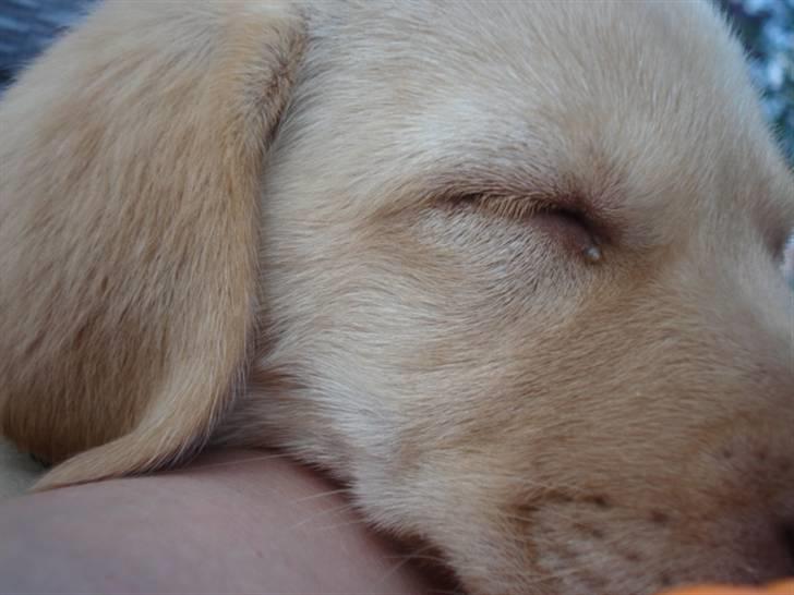 Golden retriever Freja **SOLGT* billede 10