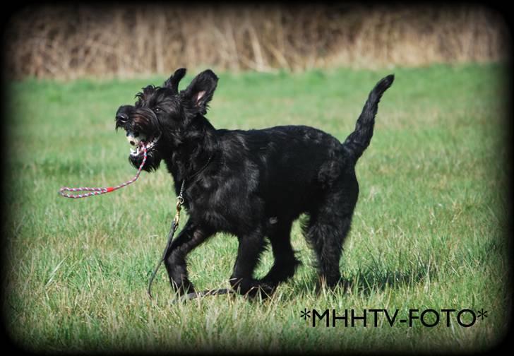 Riesenschnauzer Molly<3' billede 1