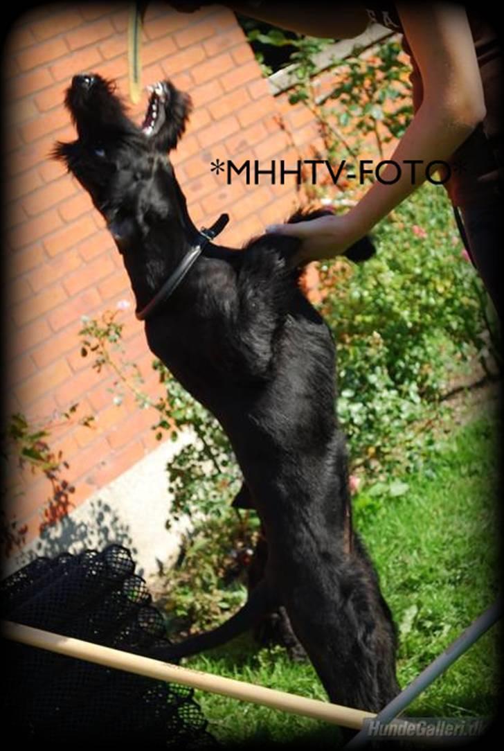 Riesenschnauzer Molly<3' billede 2