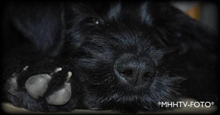 Riesenschnauzer Molly<3' - hvor er du bare dejlig <3333333333. foto:MHHTV .mig d; billede 3