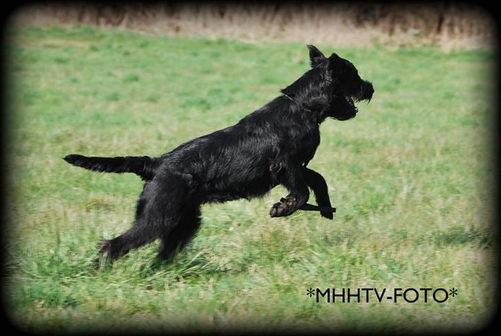 Riesenschnauzer Molly<3' - Molly og rikke leger (: foto:MHHTV .mig d; billede 4