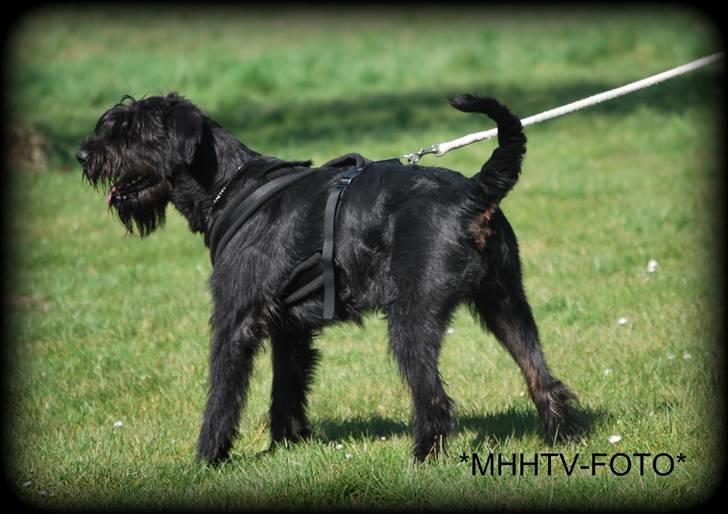 Riesenschnauzer Molly<3' - jeg gider ikke vende det, men det er da herre sødt <33 .:D foto:MHHTV .mig d; billede 5