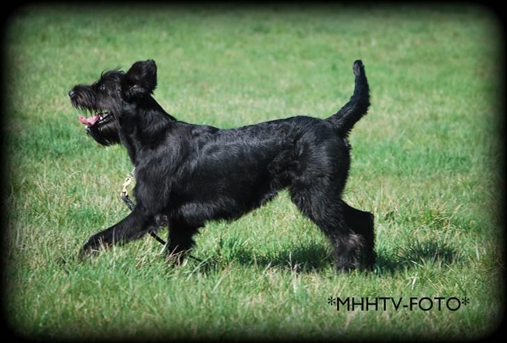 Riesenschnauzer Molly<3' - Molly springer 80-90 foto:MHHTV .mig d; *HUN GJORDE DET FRIVILIGT!* billede 6
