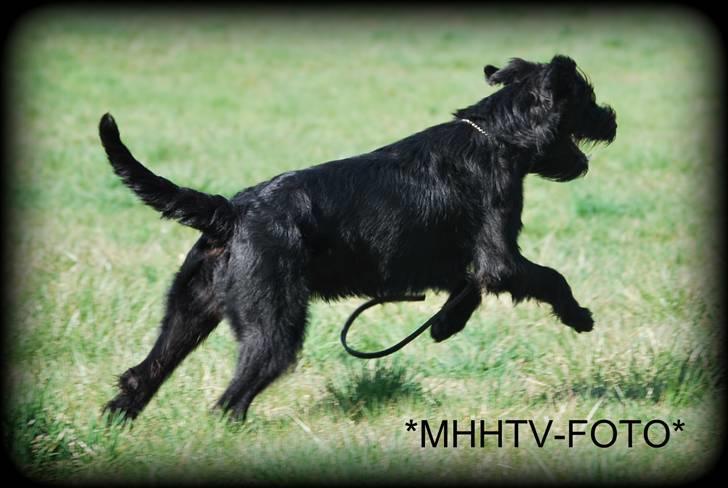 Riesenschnauzer Molly<3' - NYT molly sover(: foto:MHHTV .mig d; billede 7