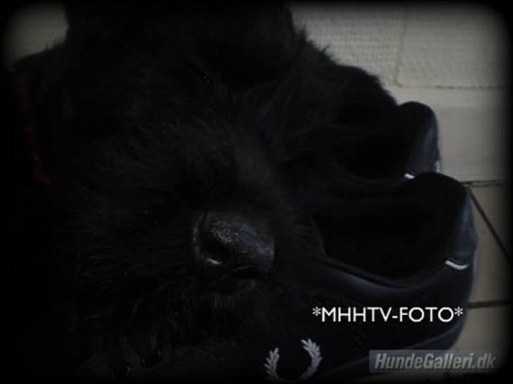 Riesenschnauzer Molly<3' - NYT foto:MHHTV .mig d;  billede 8