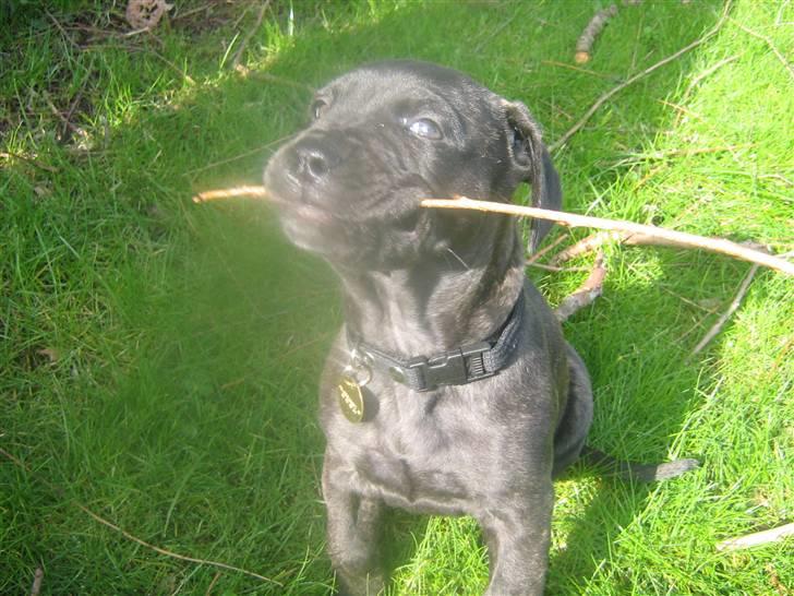 Bullmastiff mascha billede 1
