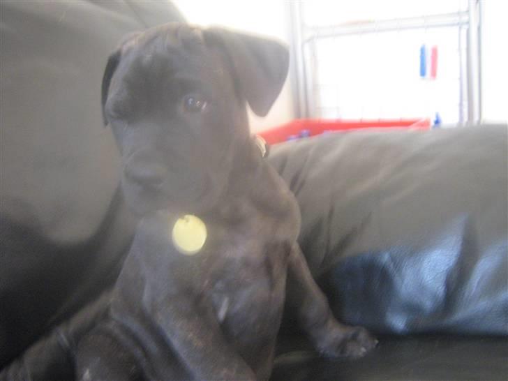 Bullmastiff mascha billede 2