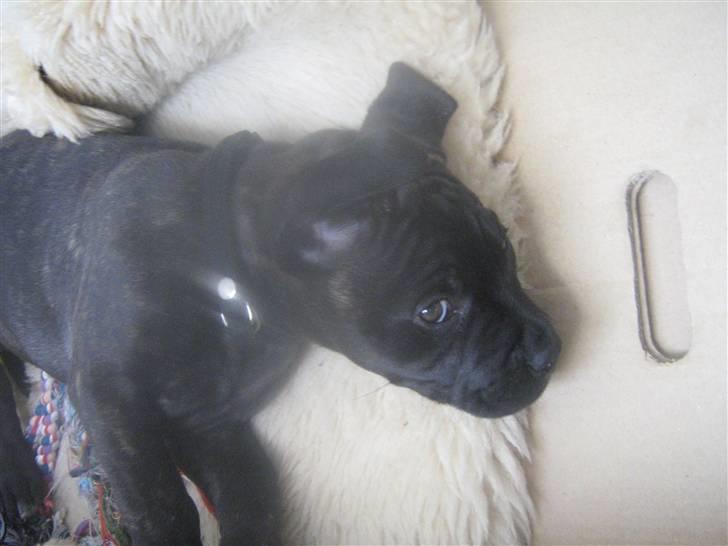 Bullmastiff mascha billede 3