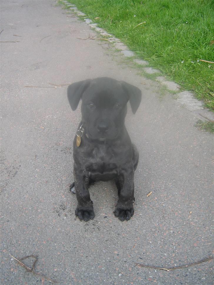Bullmastiff mascha billede 4