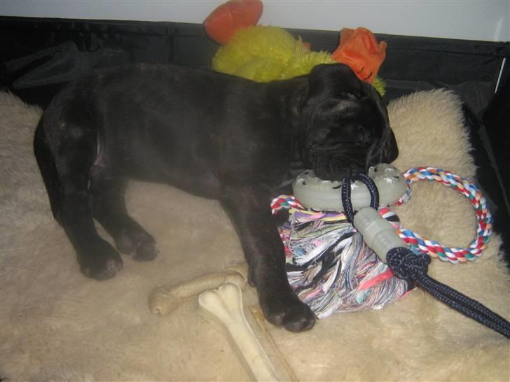 Bullmastiff mascha billede 5