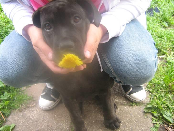 Bullmastiff mascha billede 6