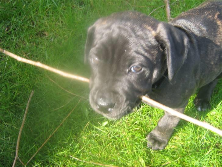 Bullmastiff mascha billede 7