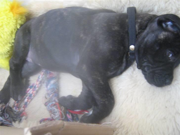 Bullmastiff mascha billede 8