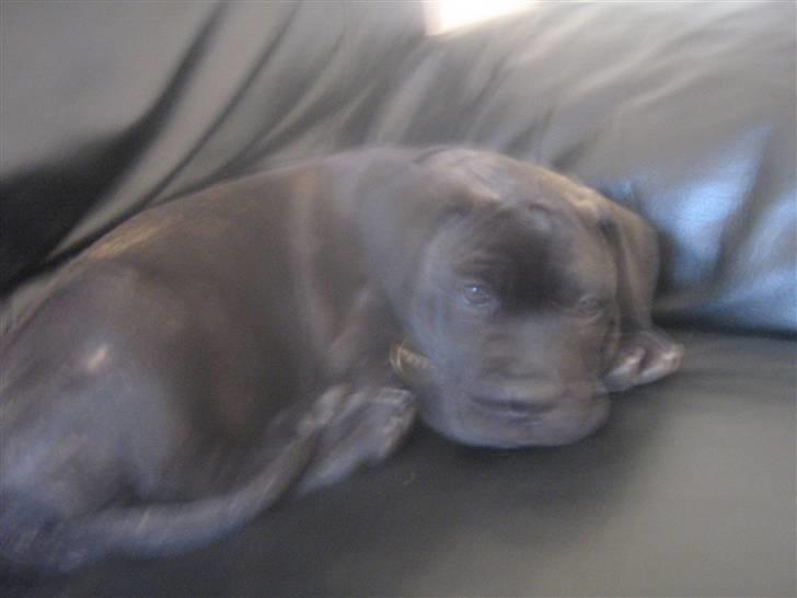 Bullmastiff mascha billede 9