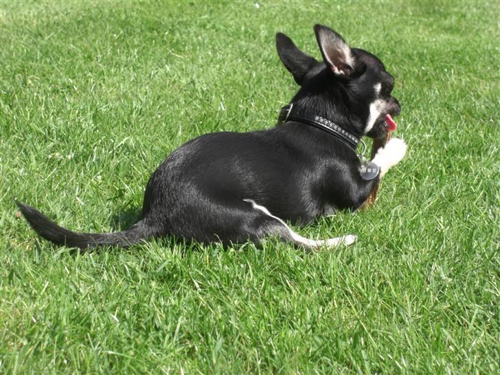 Chihuahua Malou billede 15