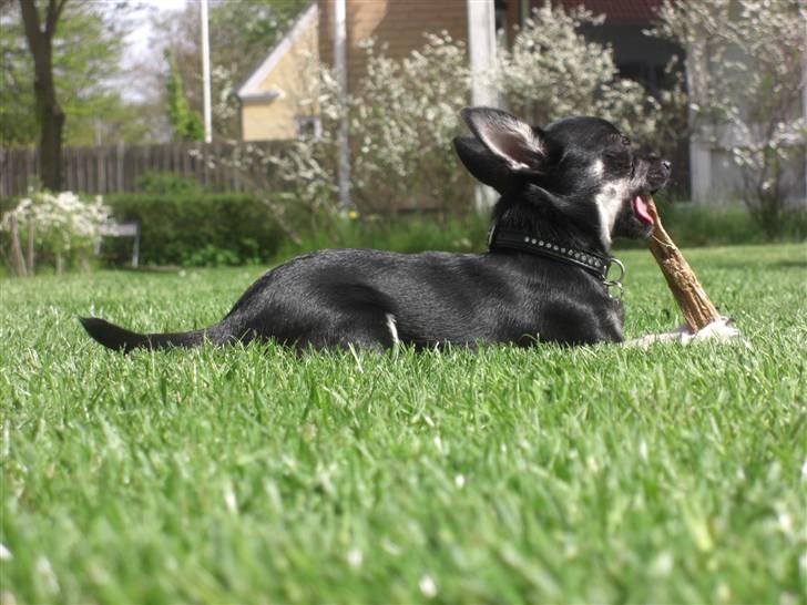 Chihuahua Malou billede 16