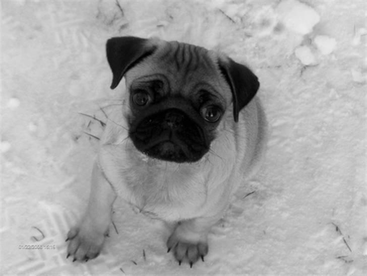 Mops Mahjongs Hector - Hectors første møde med sne - 3 mdr. gammel. billede 1