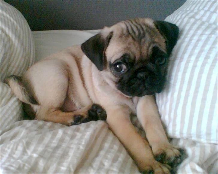 Mops Mahjongs Hector billede 2