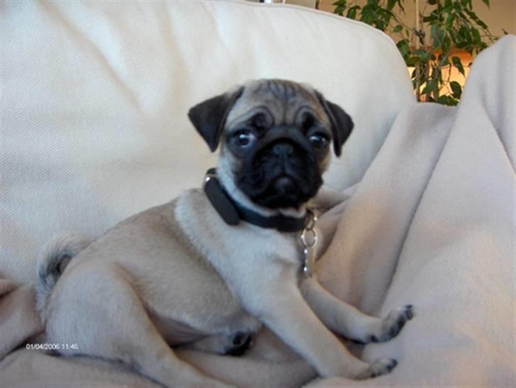 Mops Mahjongs Hector billede 3